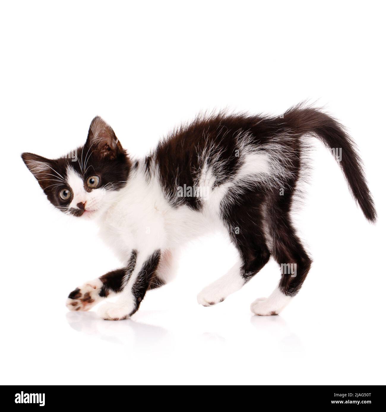 Verspieltes kleines Kätzchen mit einem verrückten Gesichtsausdruck, das auf weißem Hintergrund spielt. Haustiere und Lifestyle-Konzept. Stockfoto