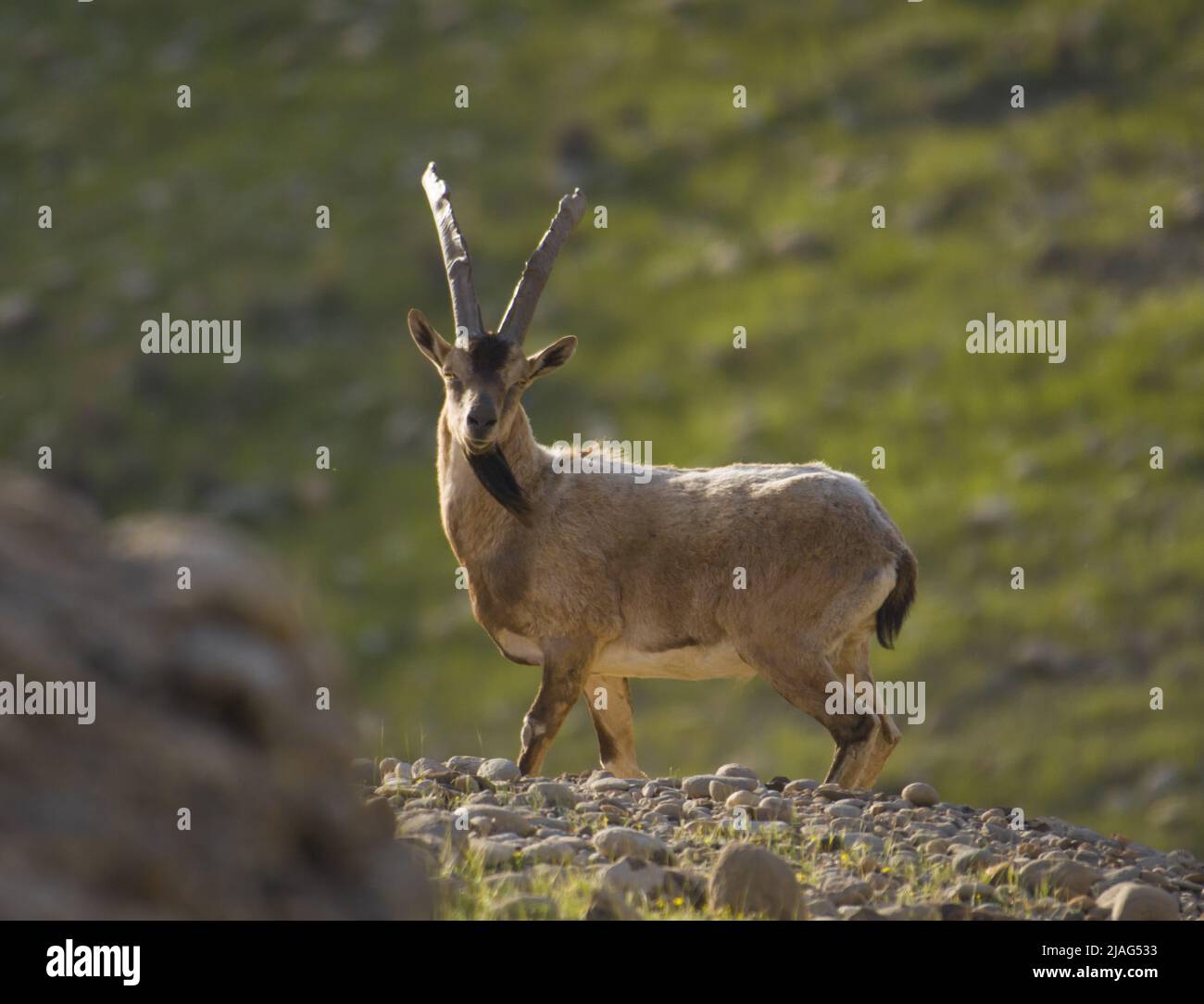 Die Wildziege oder der wilde asiatische Steinbock (Capra aegagrus) ist eine wilde Ziegenart, die Wälder, Halden und felsige Gebiete bewohnt. Stockfoto