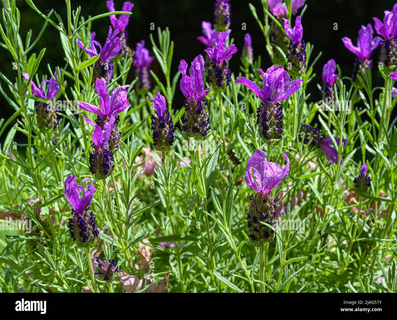 Spanische Lavendelblüten [Lavandula stoechas] Stockfoto