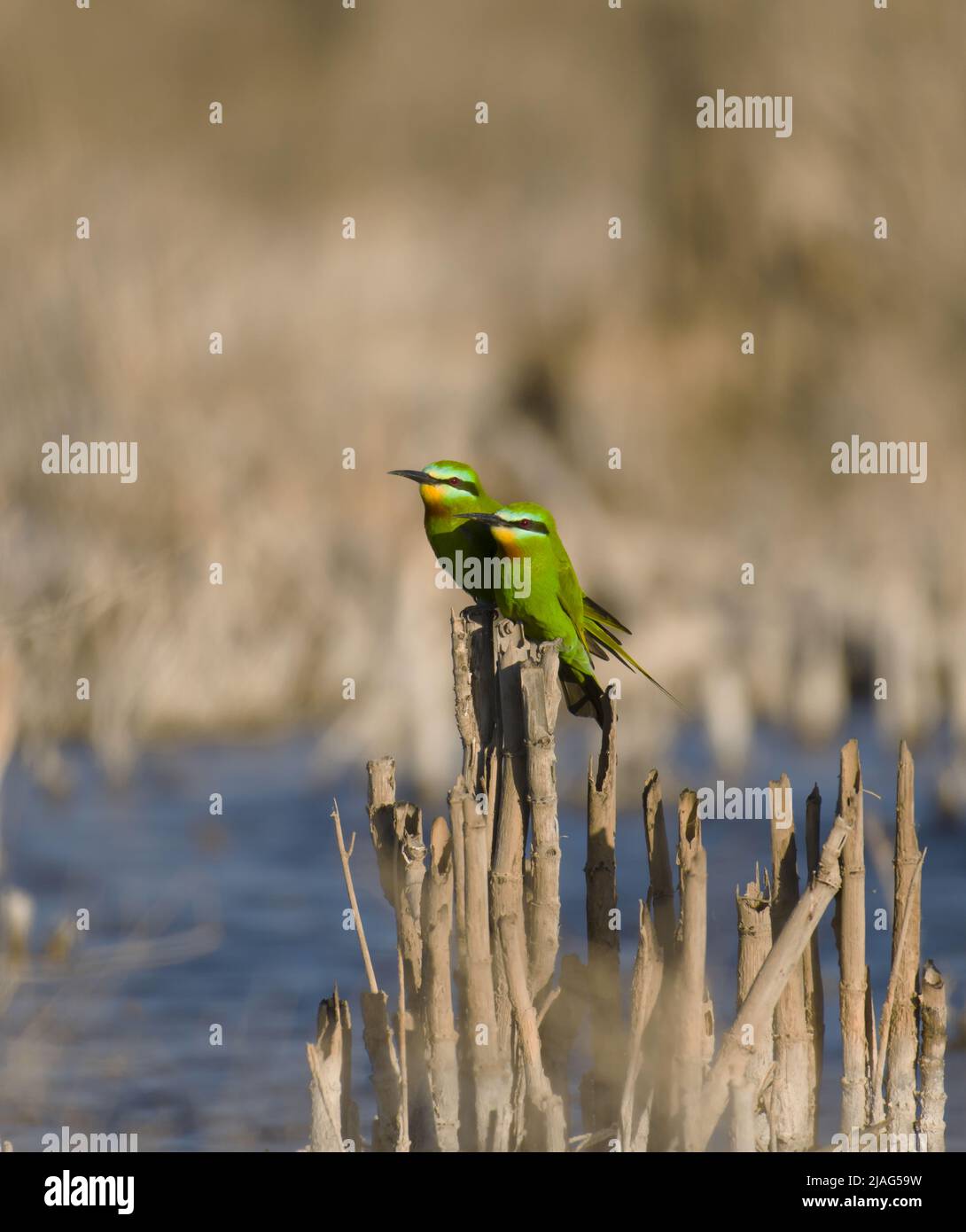 Der Blauwanzen-Bienenfresser (Merops persicus) ist ein in der Nähe von Sperlingsvögeln aus der Familie der Bienenfresser, Meropidae. Stockfoto