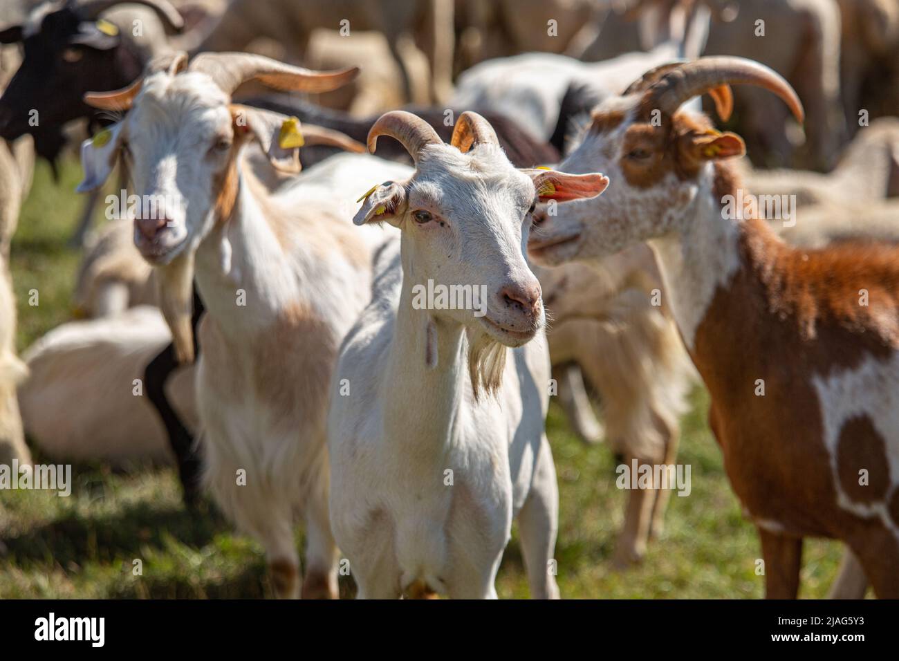 Nahaufnahme einer weißen Ziege mit Hörnern, die in die Kamera schauen. Ziegenherde. Gruppe von Ziegen Stockfoto