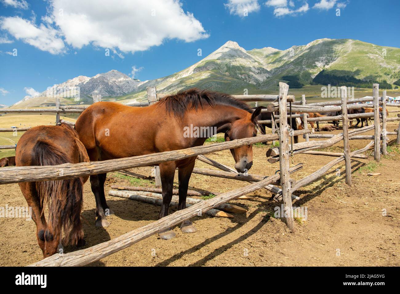 Pferde in einem Holzzaun an einem wilden Ort auf einem Hochplateau in den Bergen. Zaun der Pferde in Campo Imperatore, Abruzzen, Italien Stockfoto