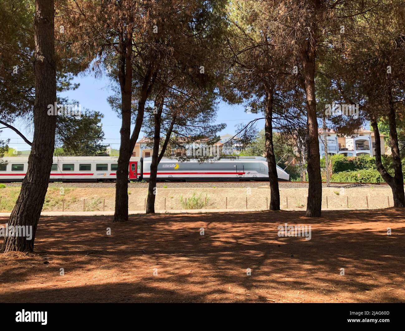Ein italienischer Intercity-Zug im Transit in Italien, Abruzzen, in der Ortschaft Pineto, der an einem sonnigen Tag vor einem maritimen Pinienwald vorbeifährt. Locomot Stockfoto