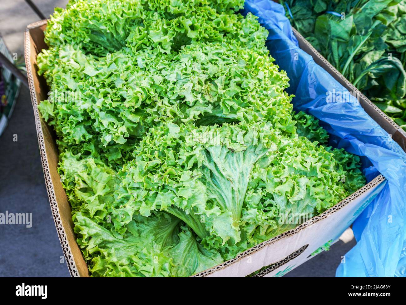 Salat lockig grüne Blätter in der Pappschachtel auf dem Bauernmarkt Stockfoto