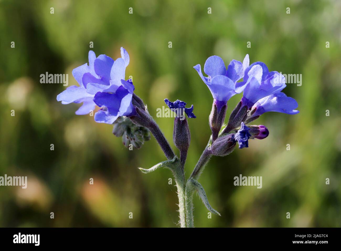 Blaue Anchusa-Blume, Nahaufnahme der Makroansicht Stockfoto