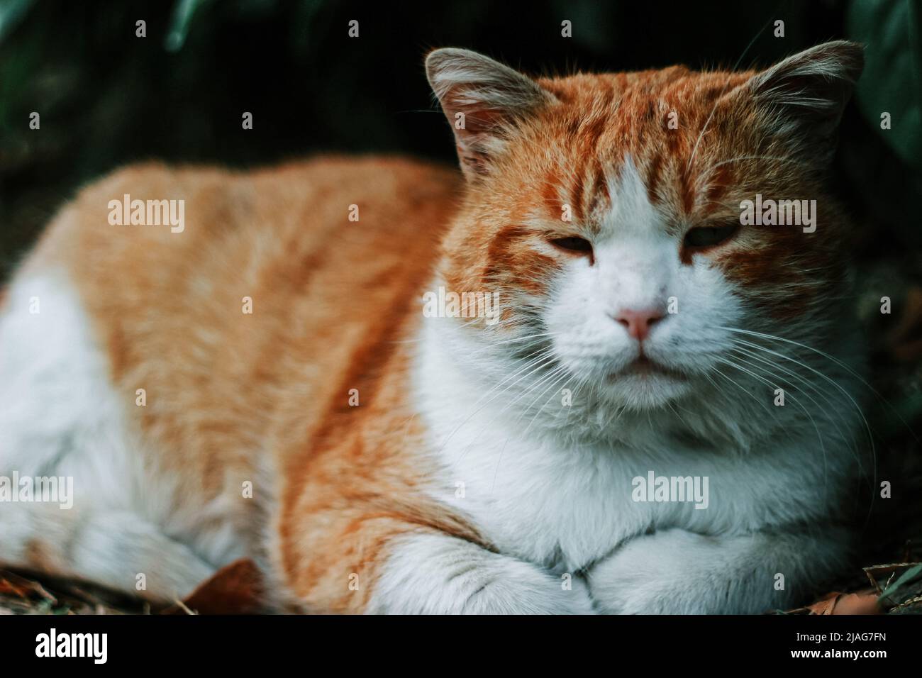 Old Cat - müde Katze, die auf dem Boden ruht Stockfoto