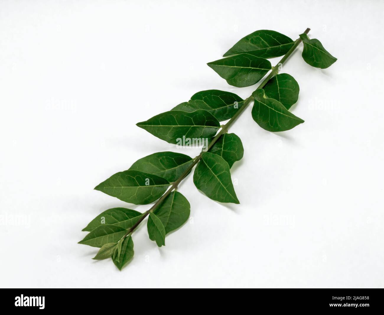 Zweig mit grünem Blatt isoliert auf weißem Hintergrund. Nahaufnahme. Stockfoto
