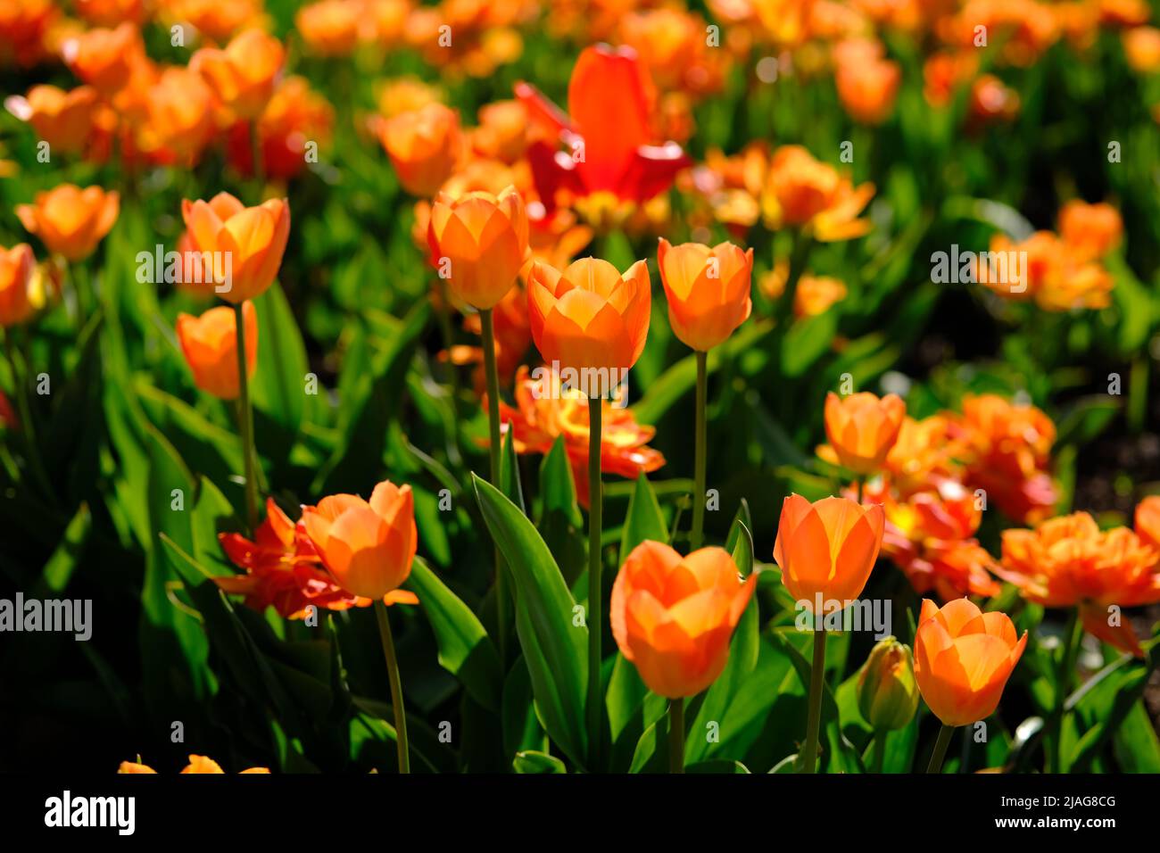 Wunderschöne orangefarbene Tulpen leuchten in einem Bett beim Canada Tulip Festival in Ottawa, Ontario, Kanada. Stockfoto
