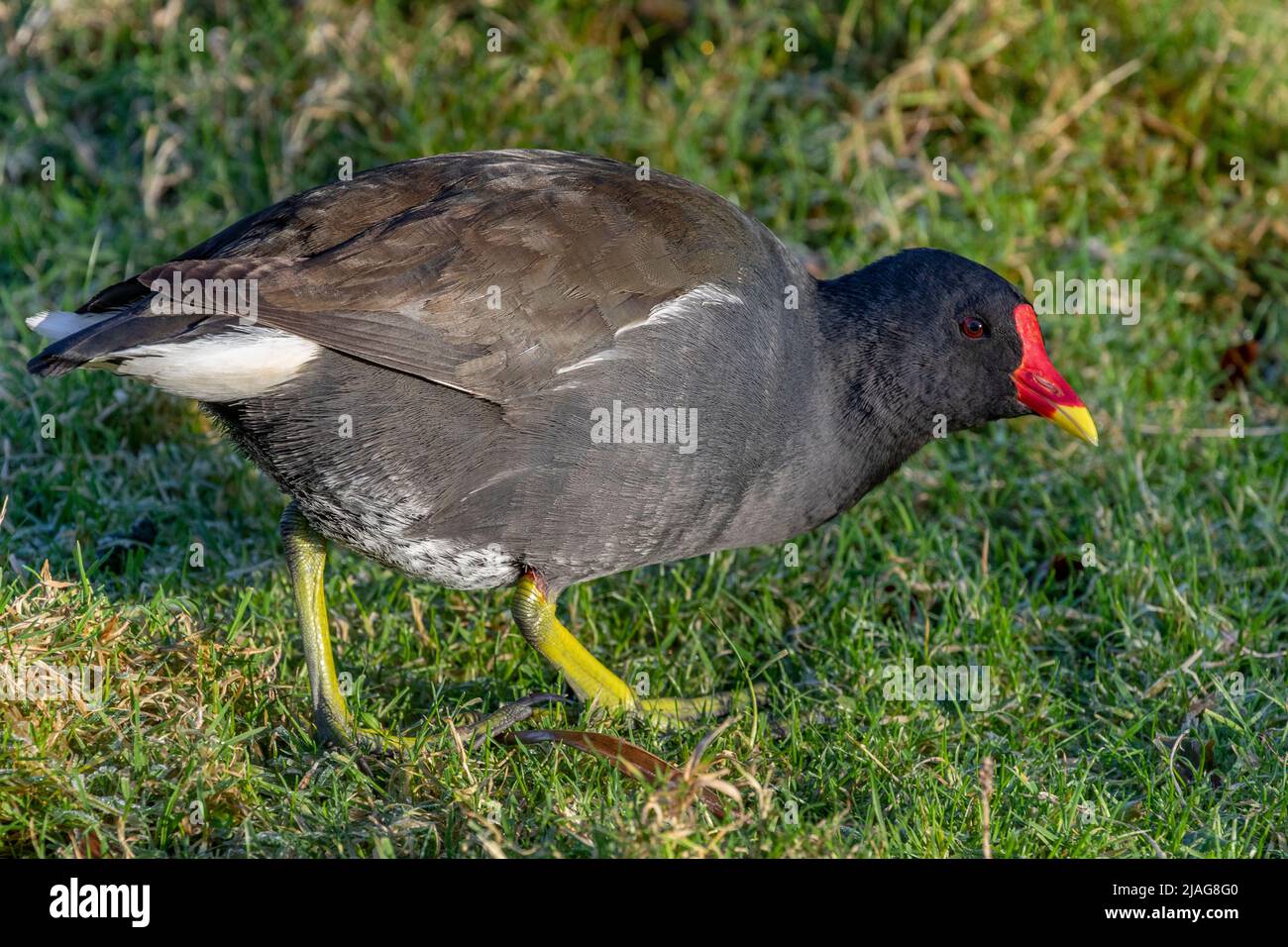 Moorhen oder Gallinule (Gallinula chloropus), auch als Marschhennen bekannt. Stockfoto