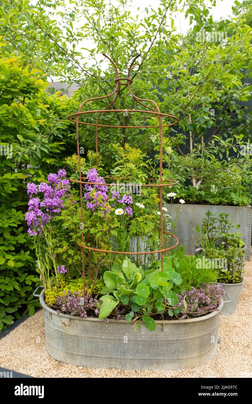 Der Wild Kitchen Garden mit essbaren Pflanzen und Bäumen in verzinkten Metallbehältern. Stockfoto