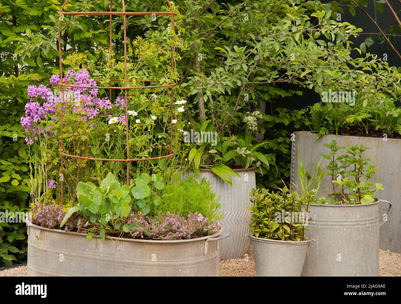 Der Wild Kitchen Garden mit essbaren Pflanzen und Bäumen in verzinkten Metallbehältern. Stockfoto