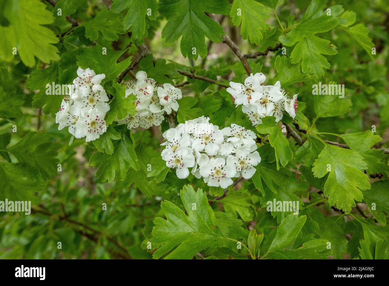 Nahaufnahme von weißen Blüten des Weißdorns, Crataegus monogyna, vor einem Hintergrund von jungen frischen grünen Frühlingsblättern mit sichtbaren Stempeln und Staubgefäßen Stockfoto