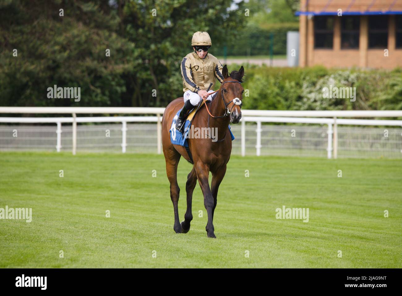 Jockey PJ McDonald fährt zu den Starttoren in York. Stockfoto