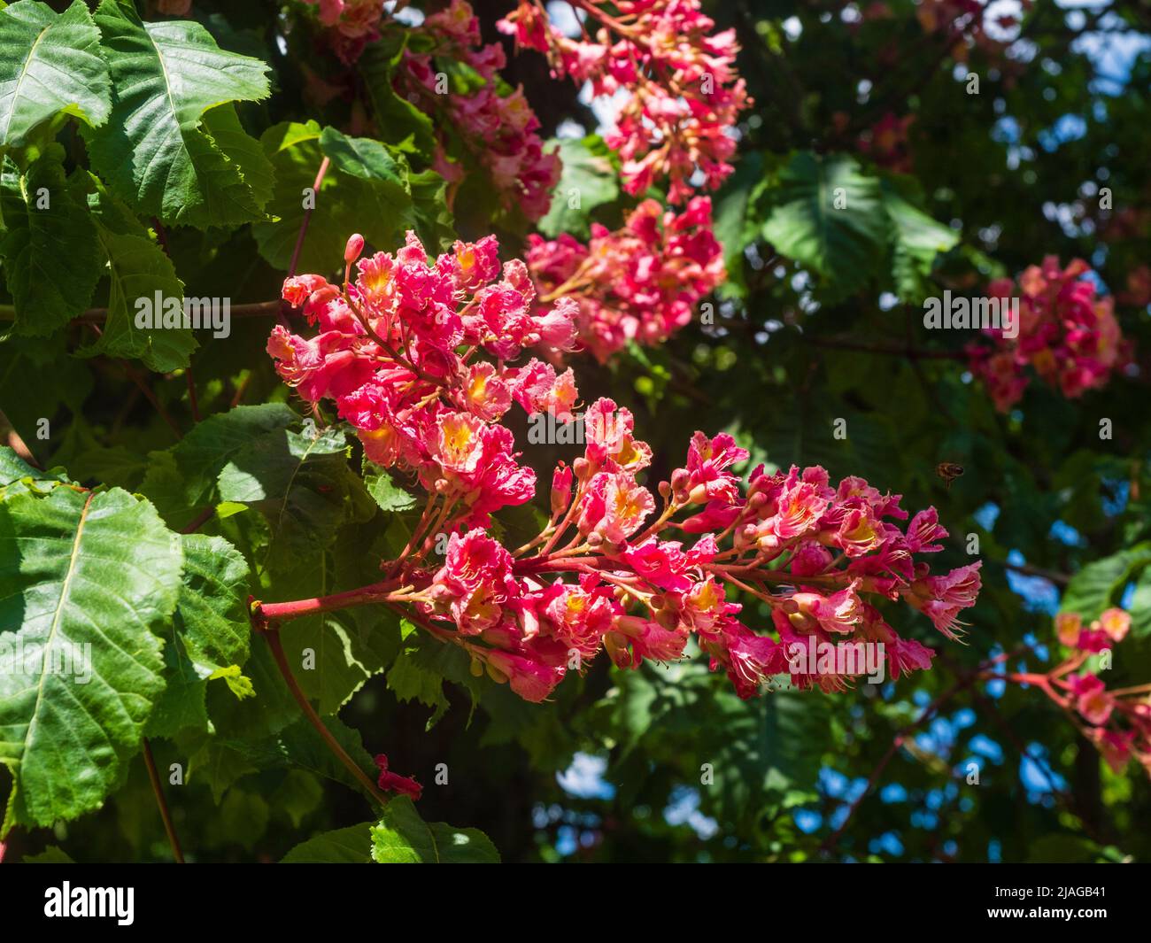 Frühsommerblüten des ornamentalen, winterharten Laubbaums, Aesculus x carnea, roter Horsechesnut Stockfoto