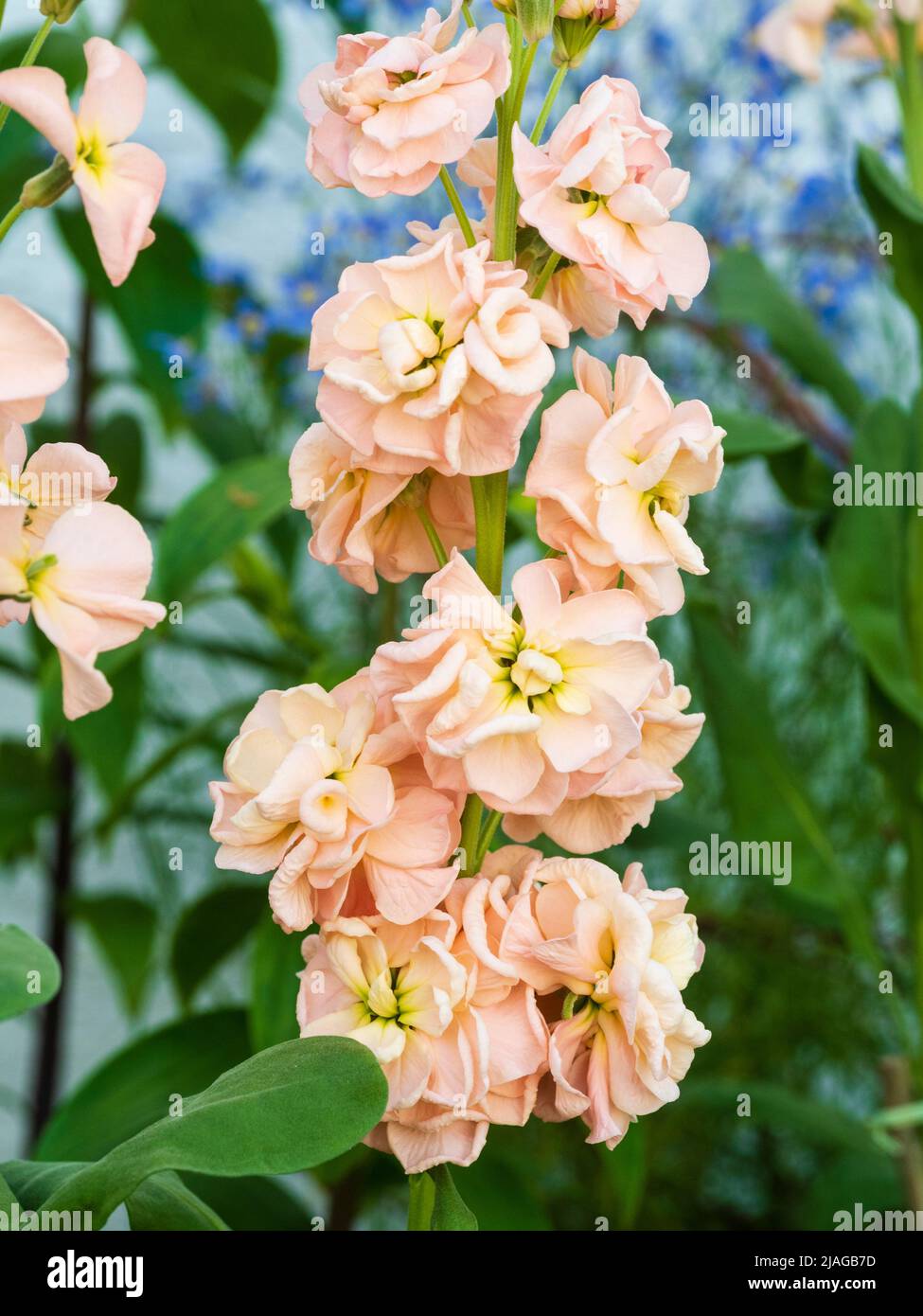 Blassrosa Doppelblüten des winterharten, jährlich oder alle zwei Jahre duftenden Gartenbestandes, Matthiola incana 'Apricot' Stockfoto