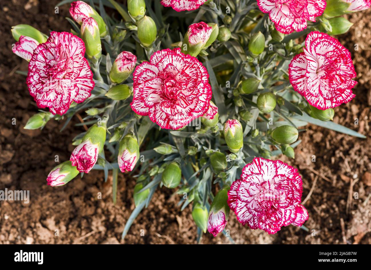 Rosa und weiße Dianthus caryophyllus Blumen Bouquet. Stockfoto