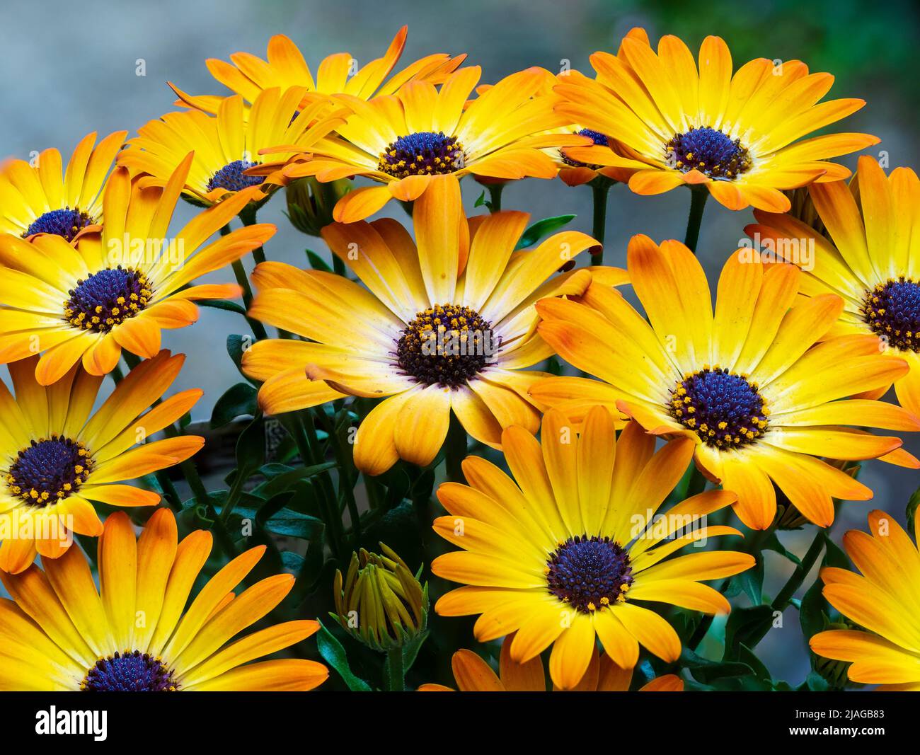 Gelbe und orangefarbene Blüten des halbharten mehrjährigen Cape Daisy, Osteospermum 'Serenity Sunshine Beauty' Stockfoto