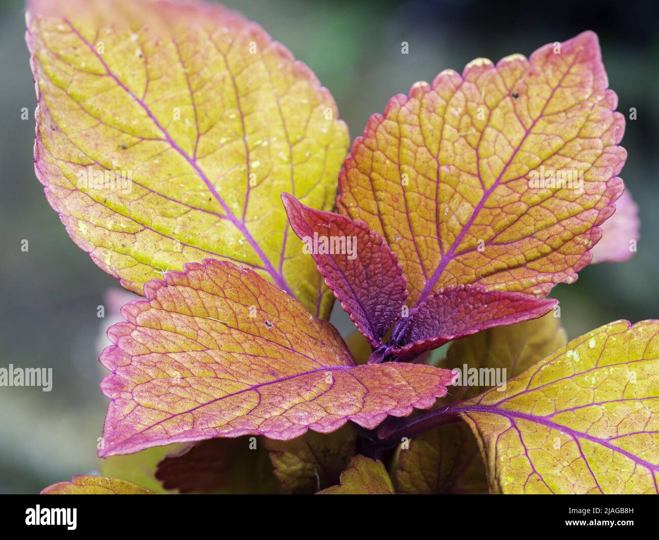 Farbenfrohe Blätter der zarten immergrünen Staude, Solenostemon 'Kümmel' Stockfoto