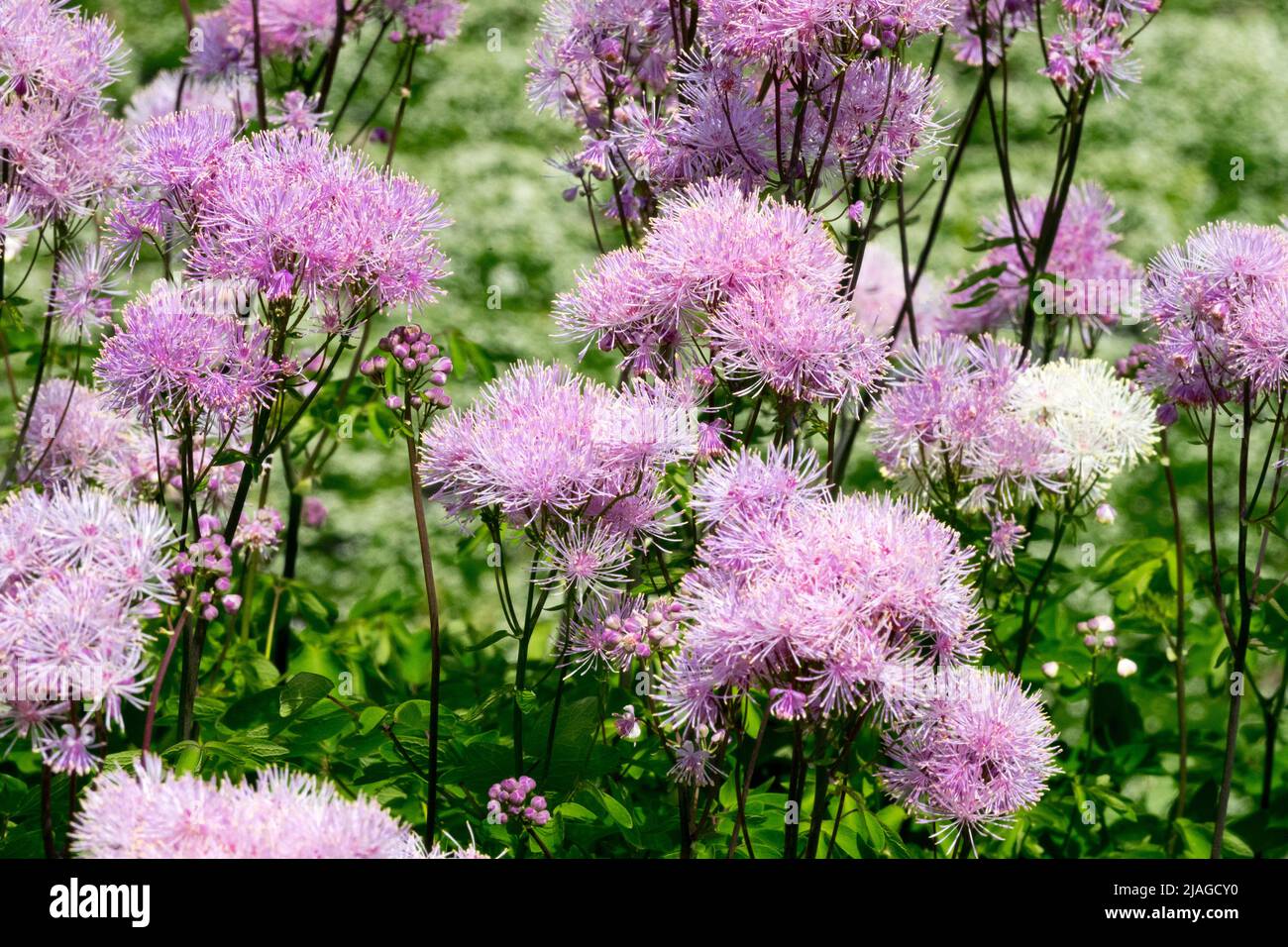 Thalictrum aquilegifolium, Thalictrum Nimbus Pink, Meadow Rue, Garten, Pink, Pflanze, Thalictrum, Schön, Blumen Stockfoto