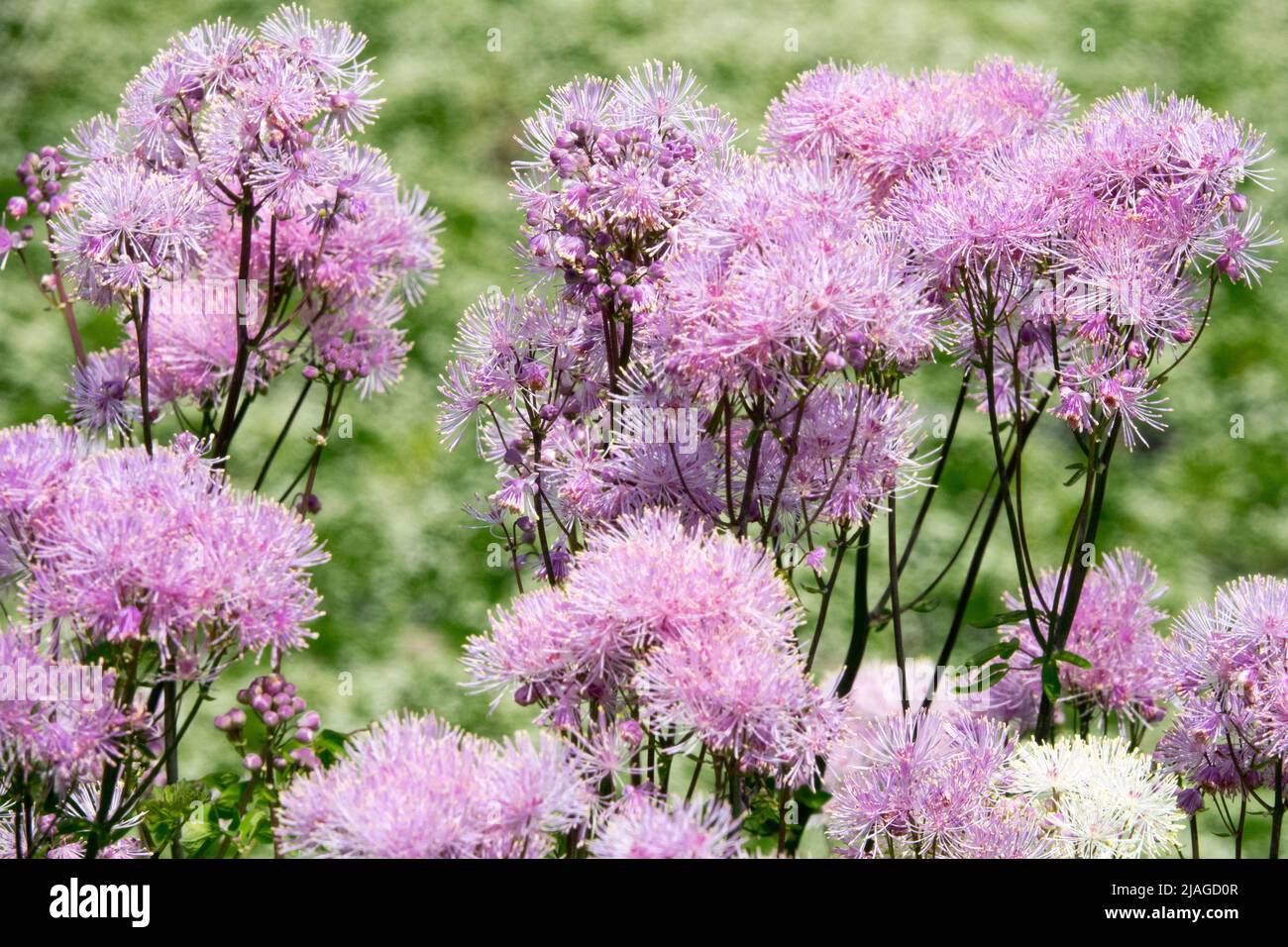 Rosa, Thalictrum aquilegifolium, Thalictrum 'Nimbus Pink', Blumen, Thalictrum, Garten, Blume, Greater Meadow Rue Stockfoto