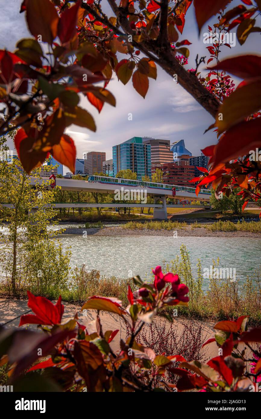 Spring Foliage Framing Downtown Calgary Stockfoto