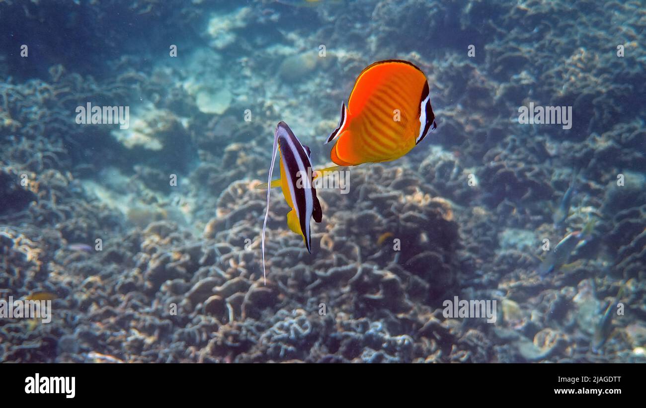 Unterwasser-Video von zwei gelben Schwarzdeckenbutterfisch- und Langflossen-Bannerfisch-Fischen, die zwischen tropischen Korallenriffen schwimmen. Schnorchelaktivitäten, Tauchen Stockfoto