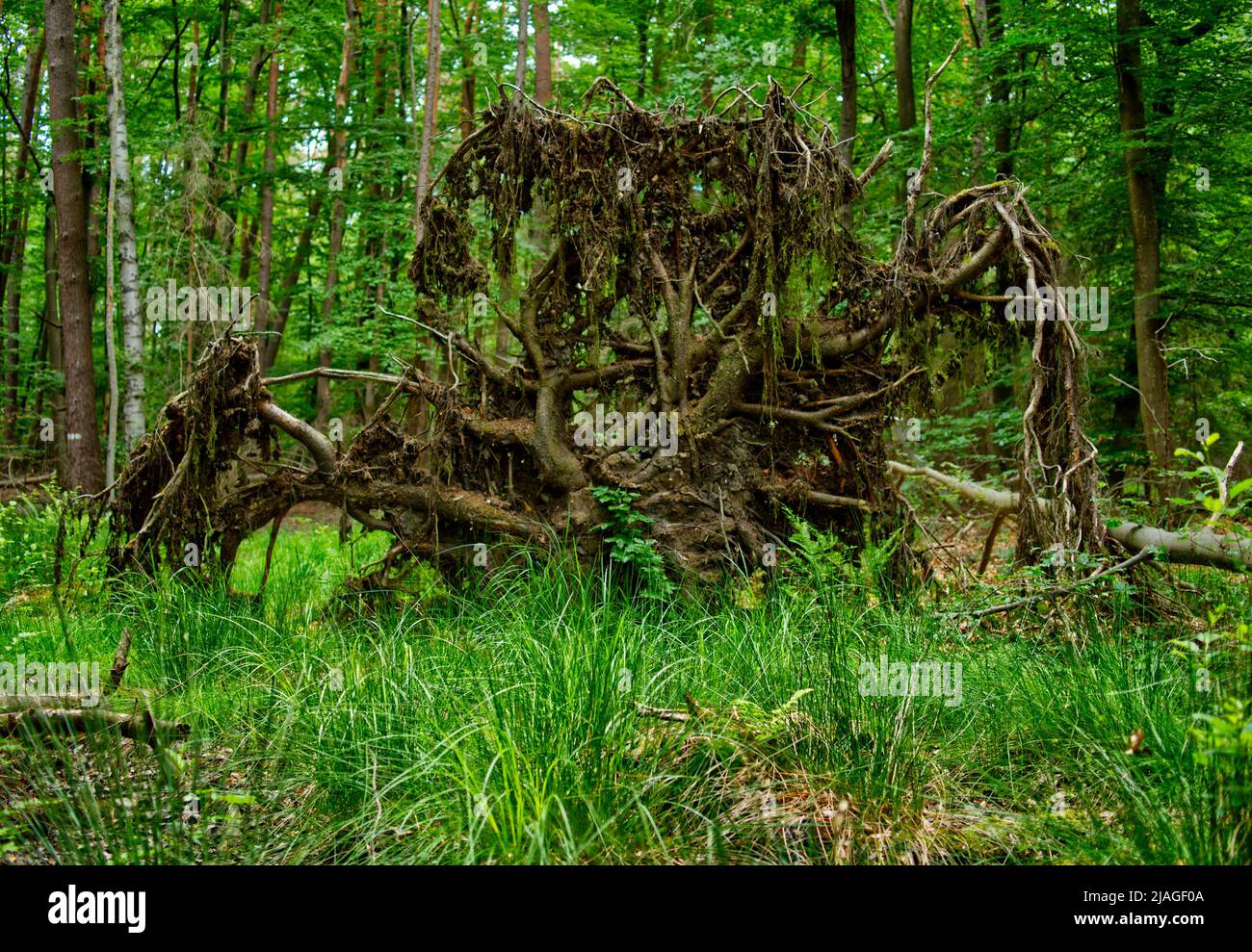 Hier kommt das Monster aus dem Wald Stockfoto