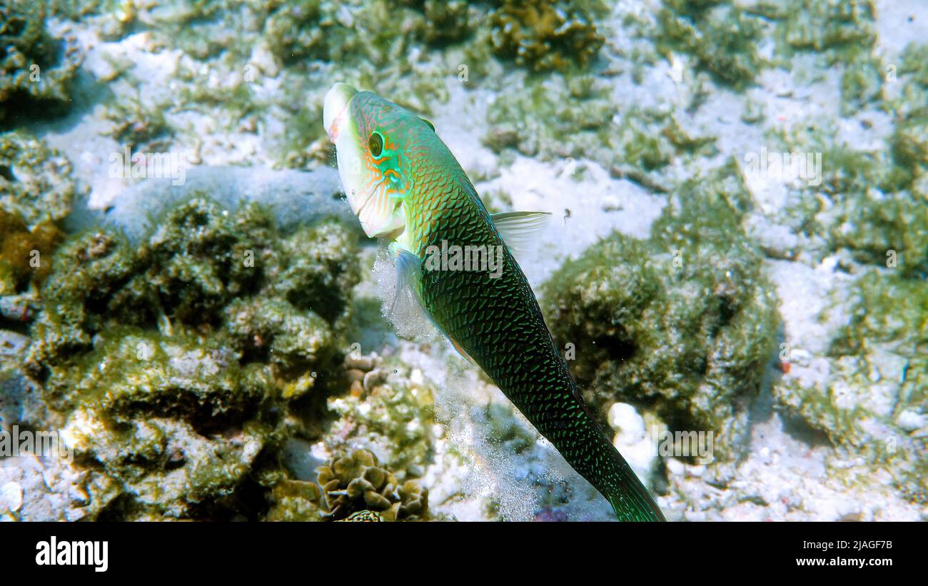 Halb und halb dicklippige Lippe spuckt oder Hemigymnus melapterus, der zwischen Riffkorallen schwimmt. Unterwasserfoto von farbenfrohen tropischen Fischen vom Tauchen Stockfoto