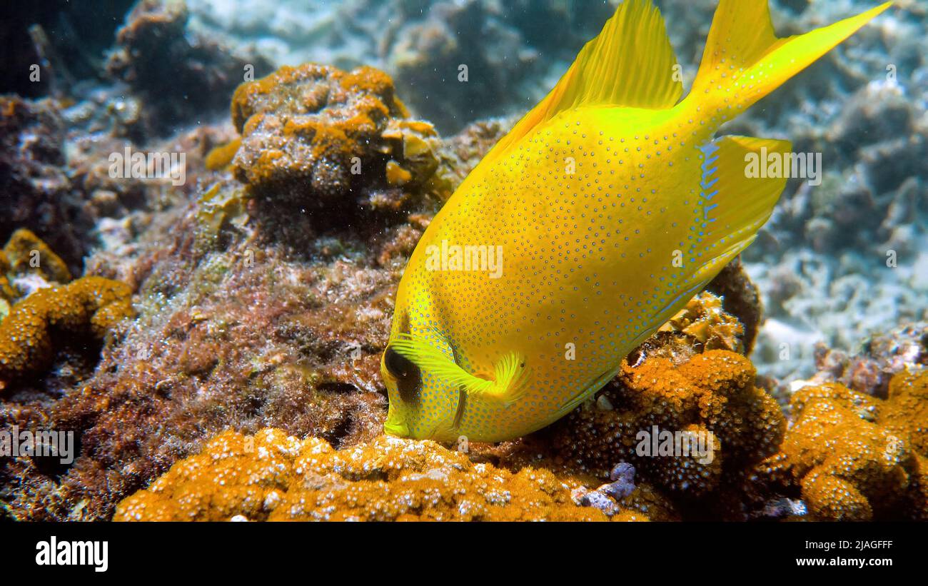 Unterwasserfoto des Schnorchelns oder Tauchens auf Meereskorallen. Tauchen unter Wasser mit blauem Spinefoot, Siganus corallinus oder gelber Koralle Stockfoto