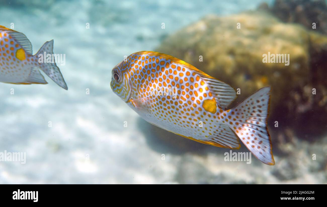 Unterwasserfoto des goldenen Rabbitfish Siganus guttatus Schule in Korallenriff Stockfoto