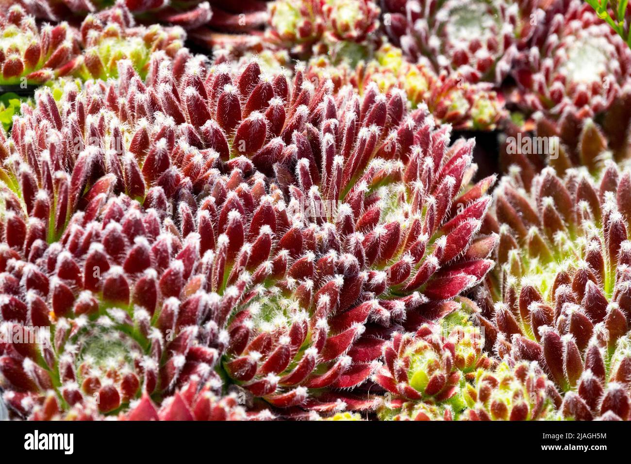 Sempervivum Sprite, Hauseks, Sempervivum, Houseleek, Garten, Dekorativ, Sukkulent, Pflanze, Henkel und Küken Stockfoto