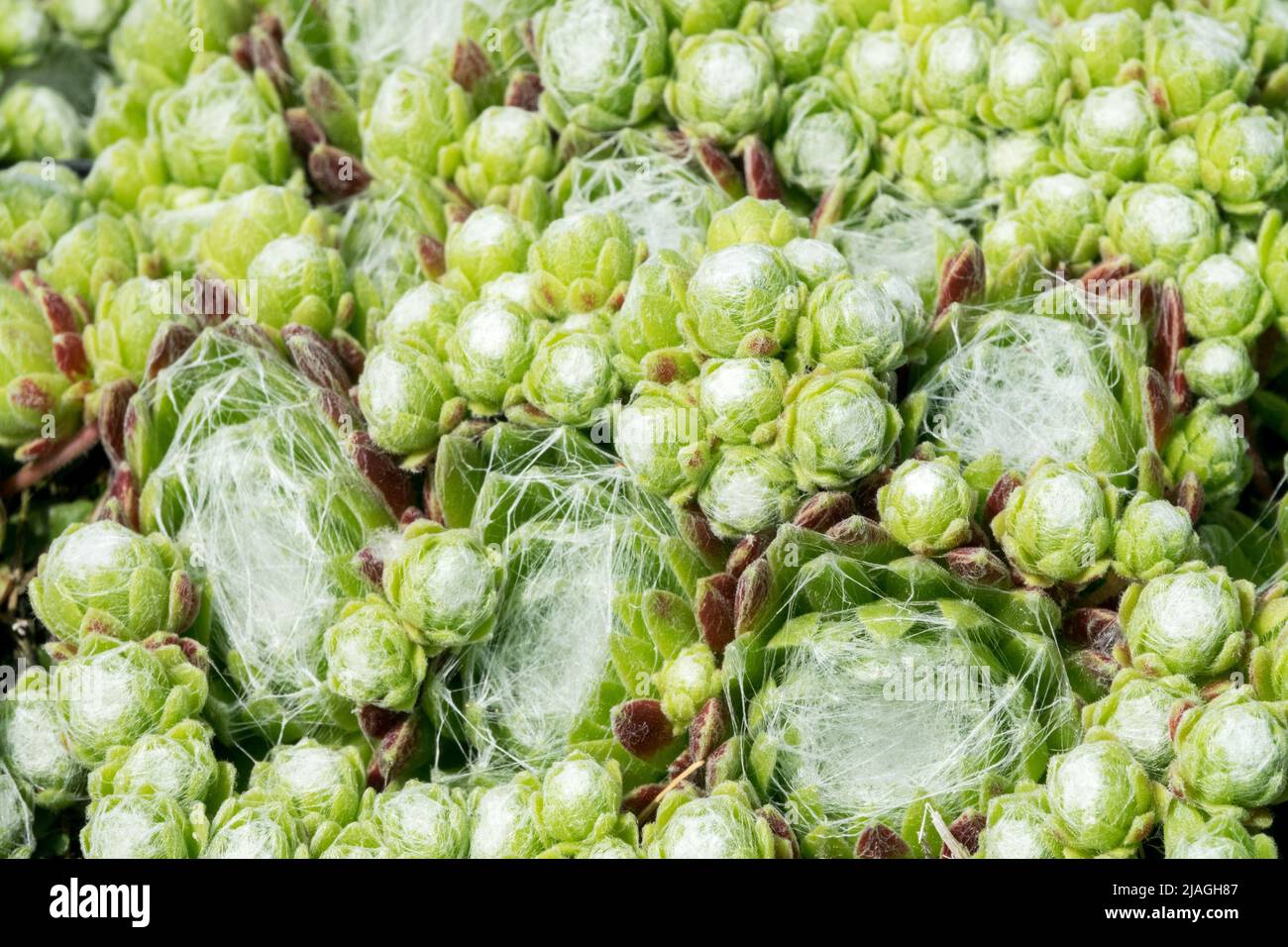 Sempervivum „Silberling“, Houseleek, Sempervivum, Henkeln und Küken, Succulent, Dekorativ, Pflanze Stockfoto
