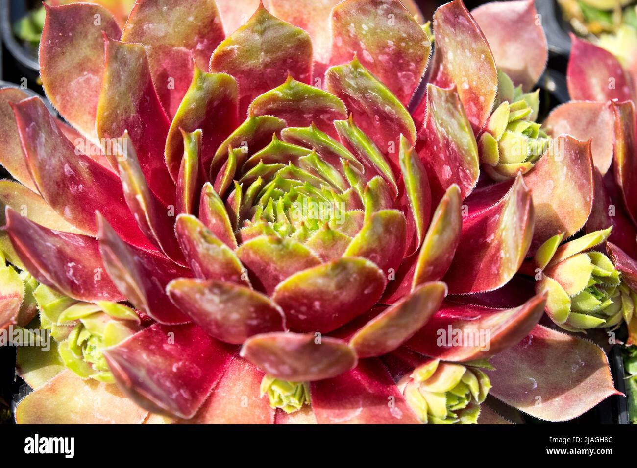 Sempervivum succulent Fotos und Bildmaterial in hoher Auflösung Alamy