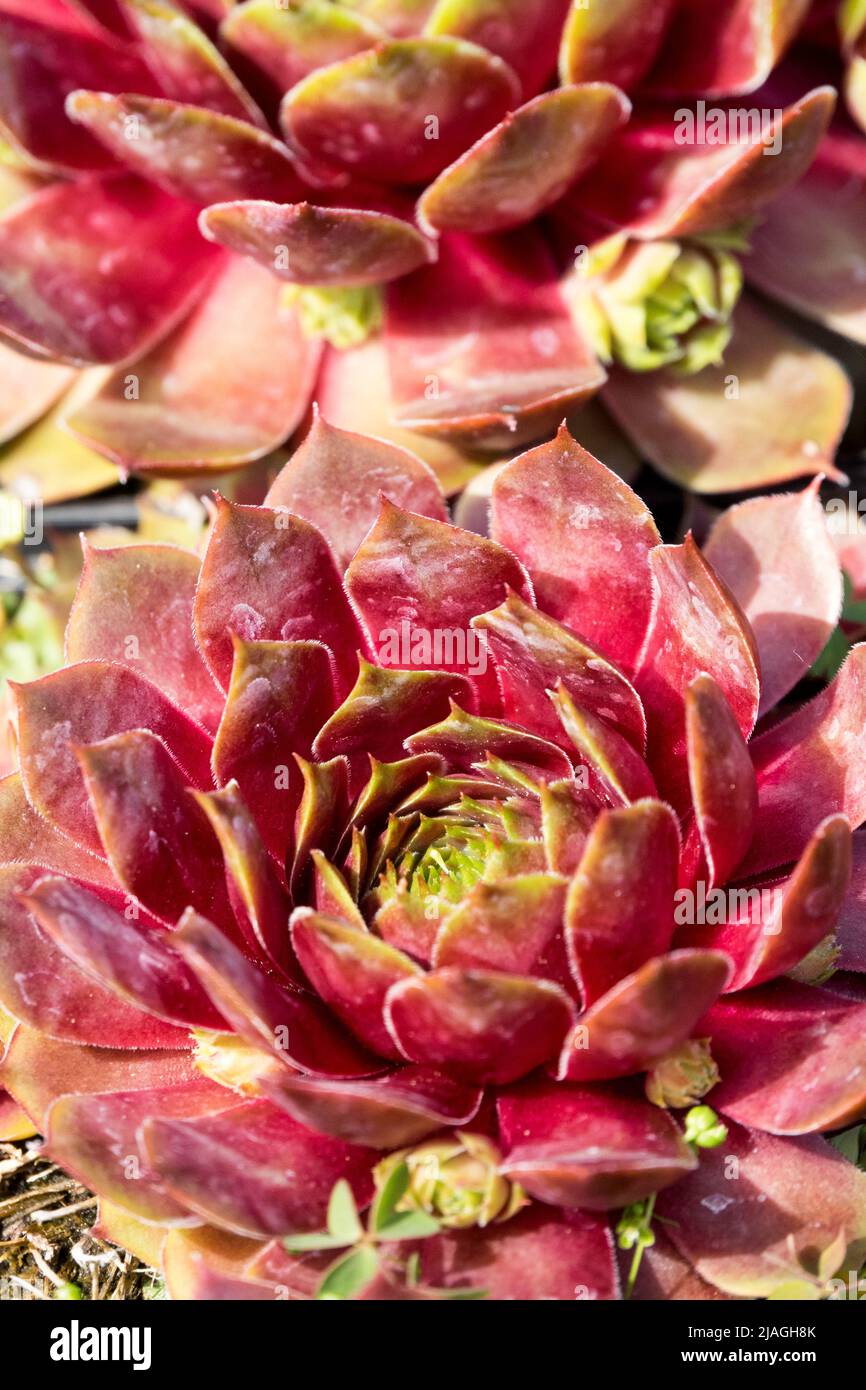 Sempervivum succulent Fotos und Bildmaterial in hoher Auflösung Alamy