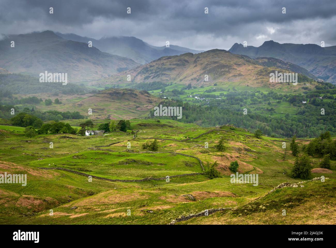 Holme fiel mit den Langdale Pikes im Hintergrund von Black Crag, Lake District, England Stockfoto