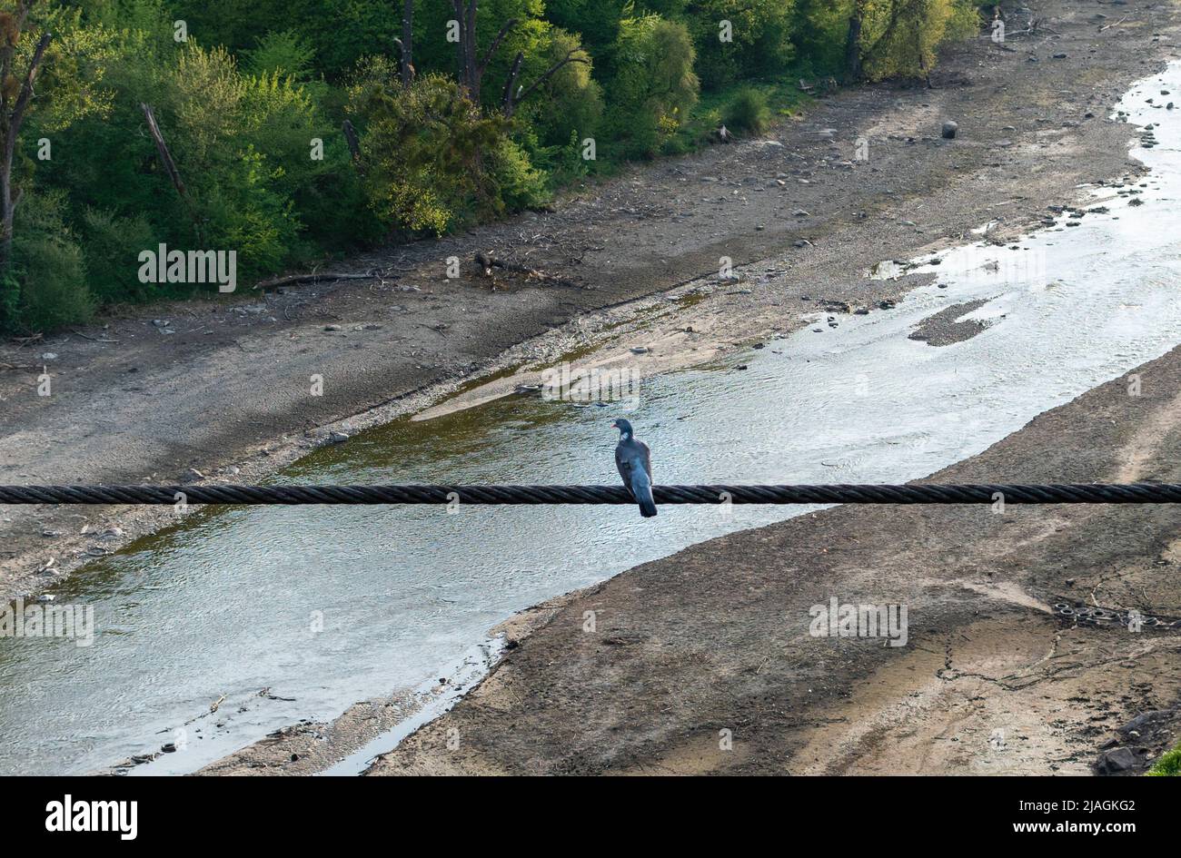 Graublaue Taube, die auf Stahlseilen vor dem Hintergrund des Flusstals sitzt Stockfoto