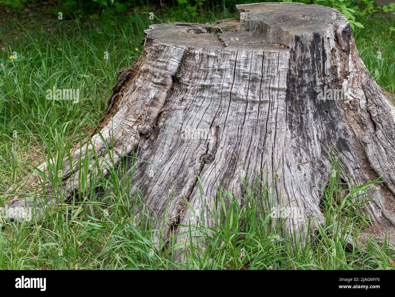 Alter Stumpf mit rissiger Struktur und geschwärzter Basis Stockfoto