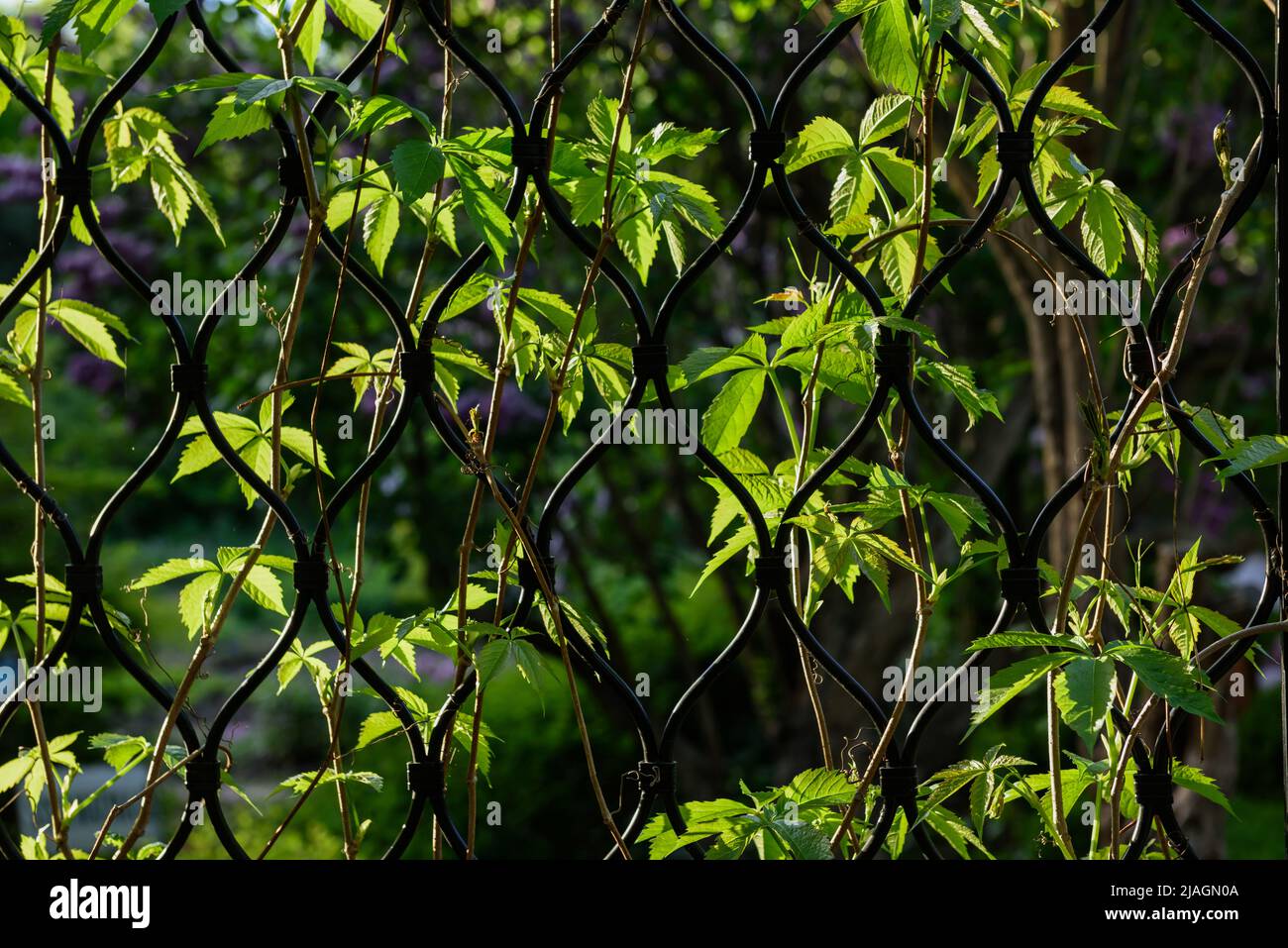 Welliges Gitter mit lockigen Pflanzen. Stockfoto