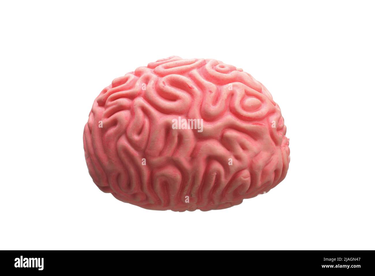 Modell eines menschlichen Gehirns auf weißem Hintergrund isoliert Stockfoto