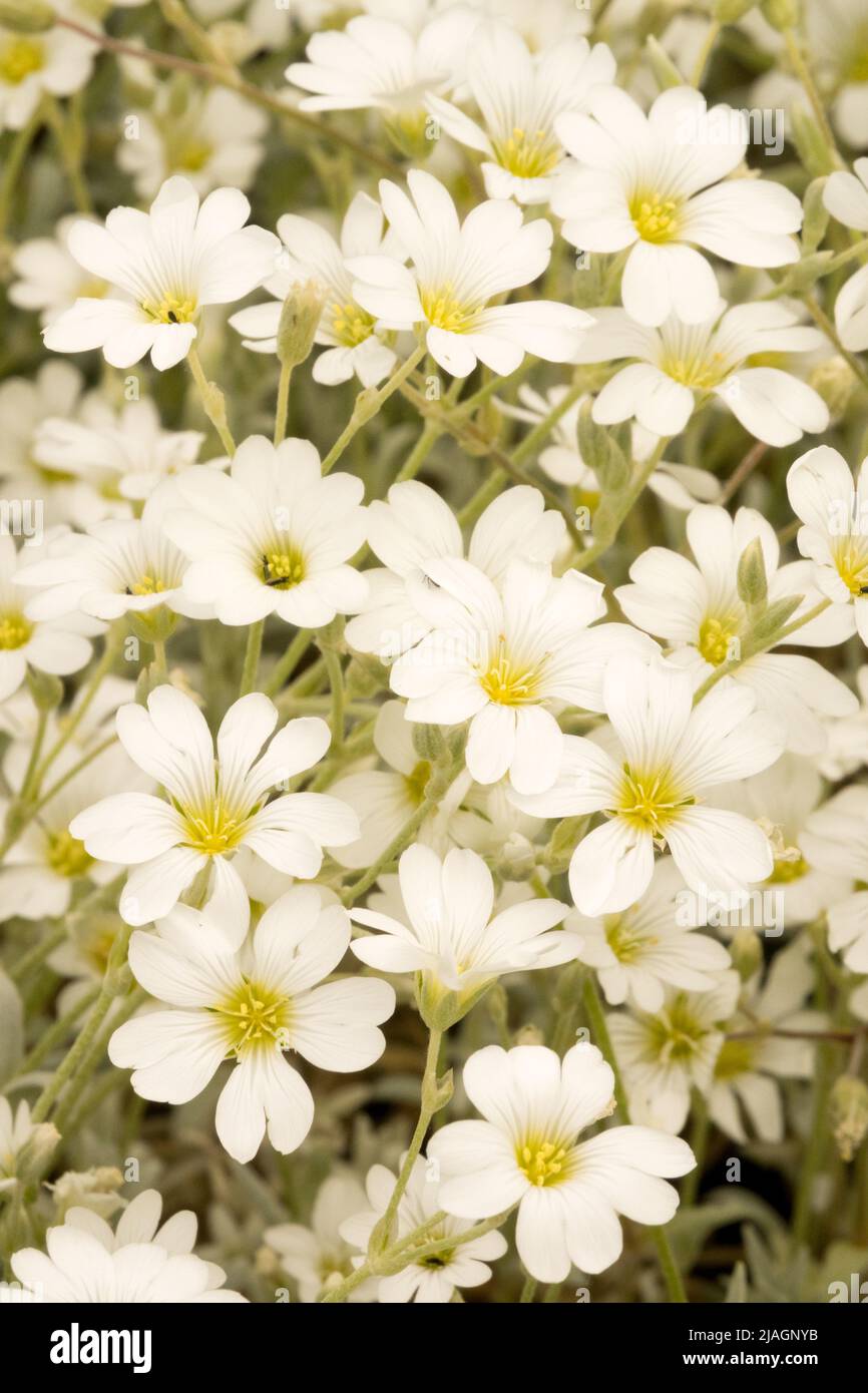 Cerastium tomentosum, Cerastium 'Silberteppich', Mausohr-Kicherkraut, Schnee im Sommer, Weiß, Blumen, Pflanze Nahaufnahme Blume Stockfoto