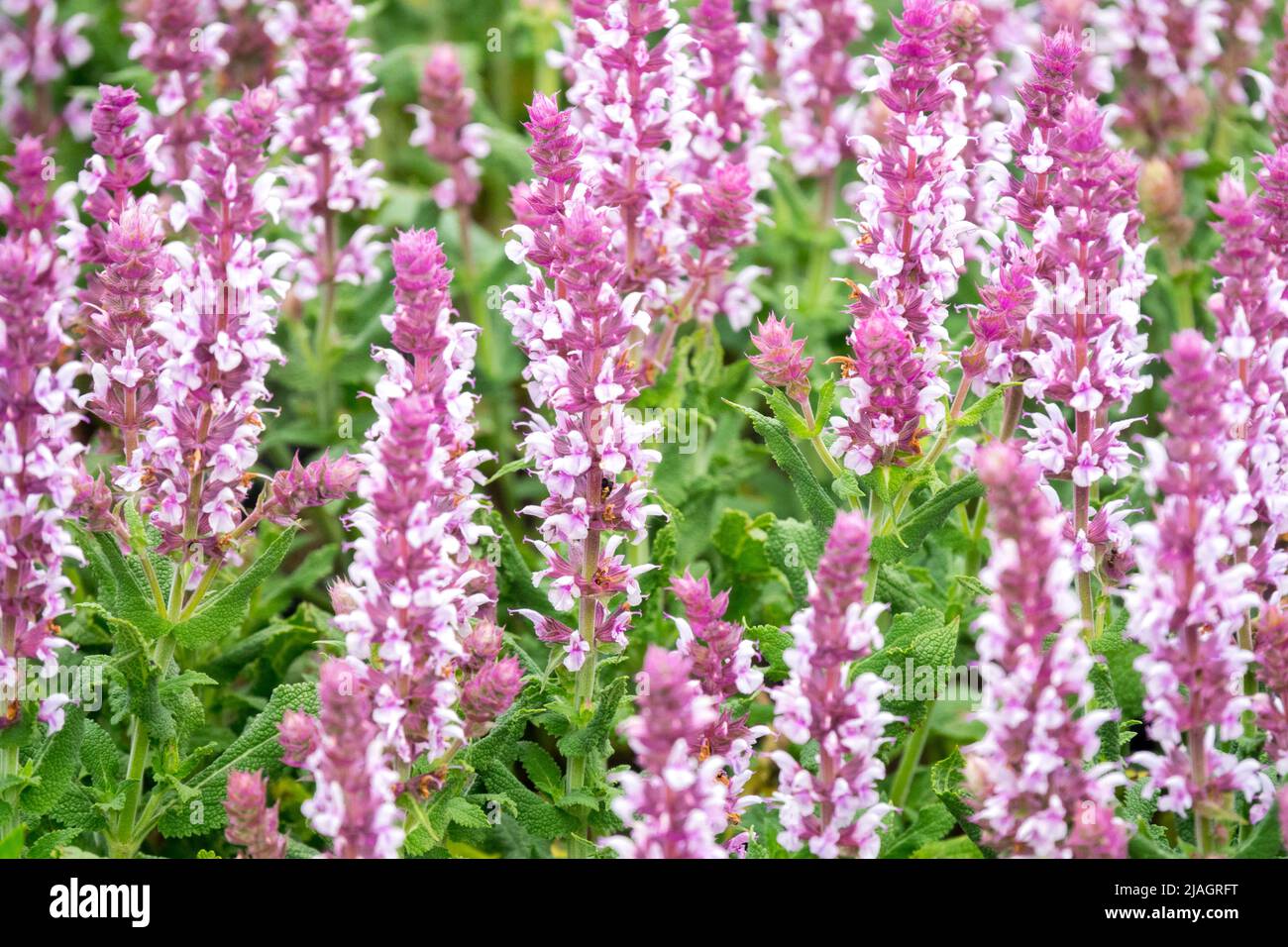 Salvia 'Salute Light Pink', Salvia nemorosa, Pink, Wiesensalbei, Blumen, Salbei Salvia Pink White Salvias Stockfoto