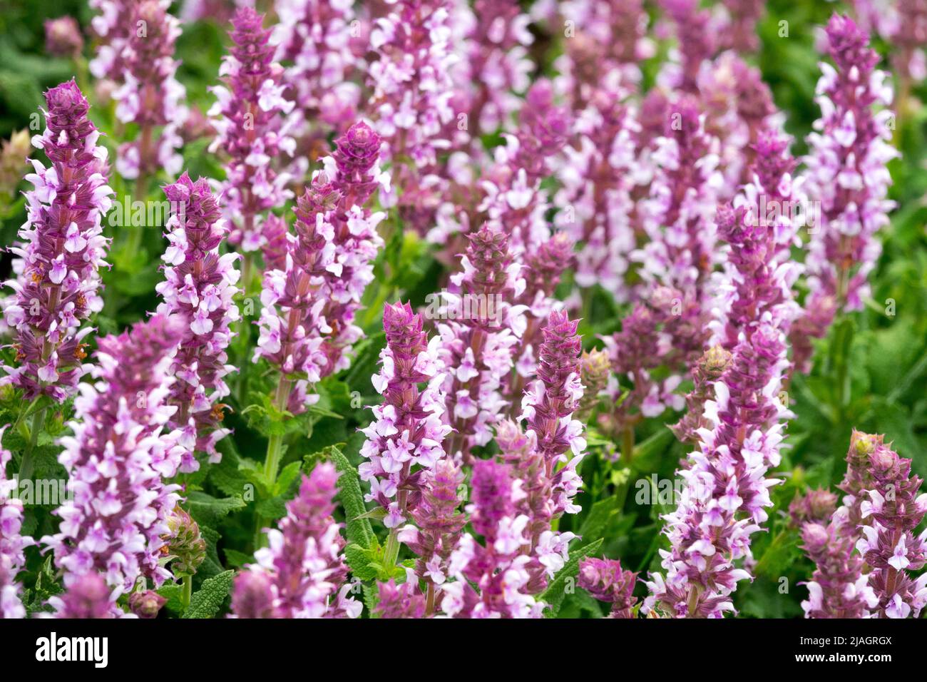Salvia 'Salute Light Pink', Salvia nemorosa, Pink, Wiesensalbei, Blumen, Salbei, Salvias Stockfoto