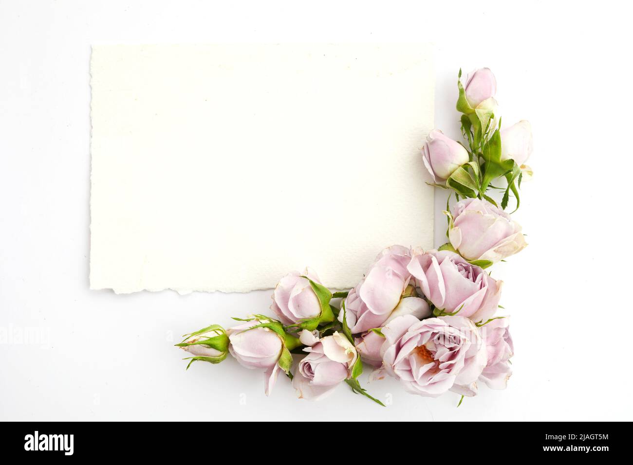 Rahmen aus Rosen und Blütenblättern auf weißem Hintergrund. Flach liegend. Stockfoto