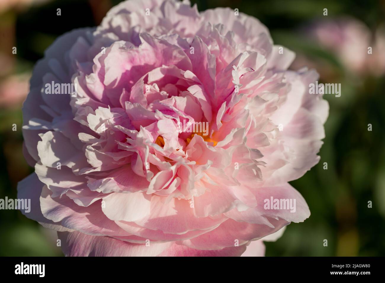 Pfingstrosen rosa schöne Blütenblätter Blüten, blühende rosa Pfingstrosen. Nahaufnahme. Stockfoto