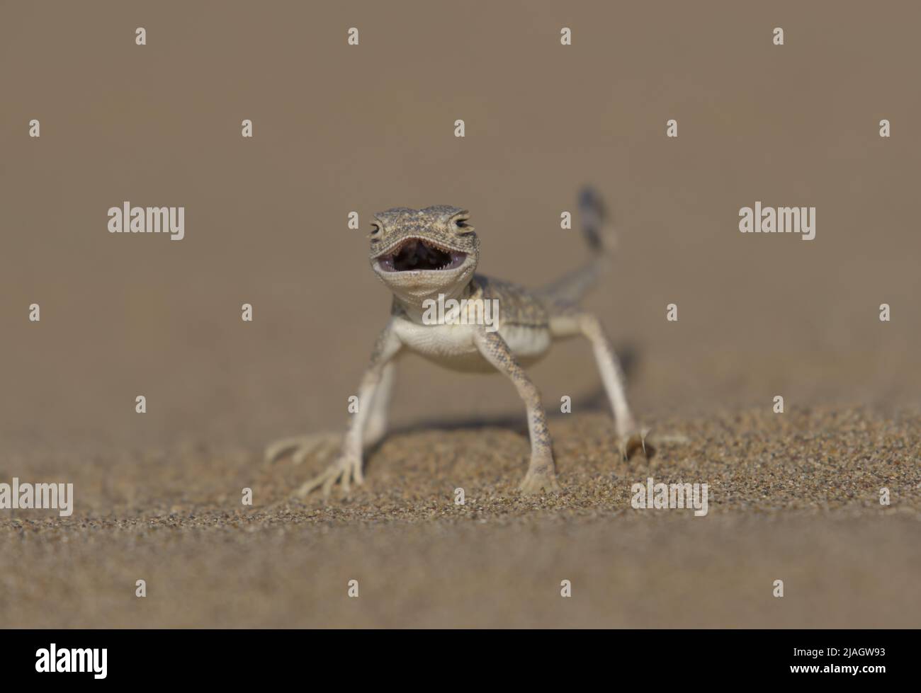 Arabian Toad-headed Agama (Phrynocephalus arabicus) ist eine Art von Agamideidechse, die in Saudi-Arabien, Katar, den Vereinigten Arabischen Emiraten, Oman, Iran, Stockfoto