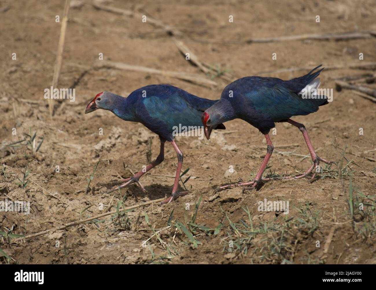 Der westliche Swamphen (Porphyrio porphyrio) ist ein Swamphen aus der Eisenbahnfamilie Rallidae, einer der sechs Arten von purpurnen Swamphen. Stockfoto