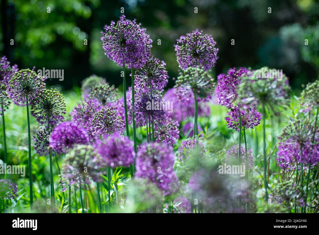 Kew Gardens im Frühsommer 2022 Stockfoto