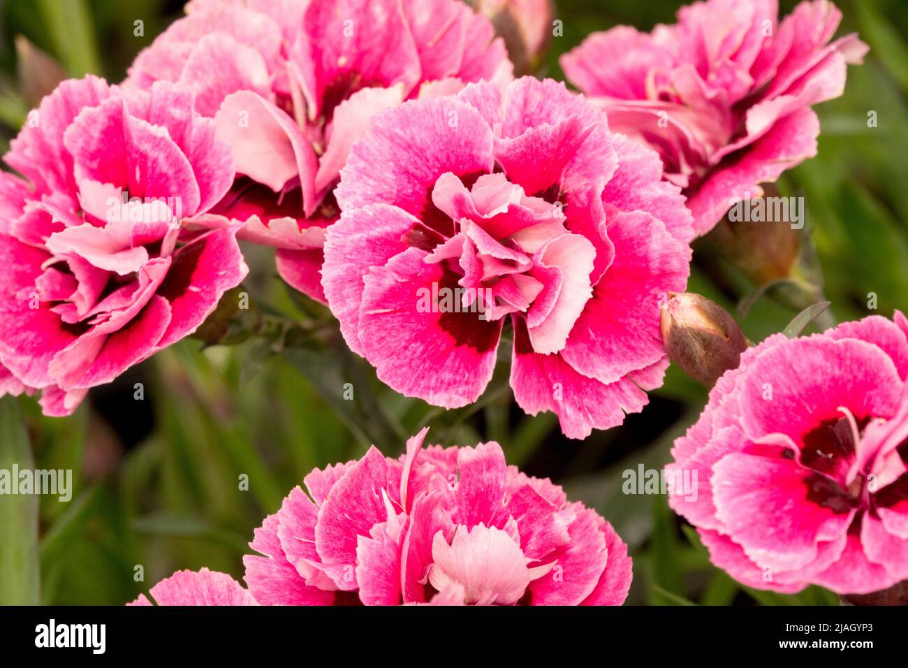 Dianthus caryophyllus, Pink, Dianthus 'Capitan Cook', Blume, Rose, Farbe, Nahaufnahme, Blüte Stockfoto