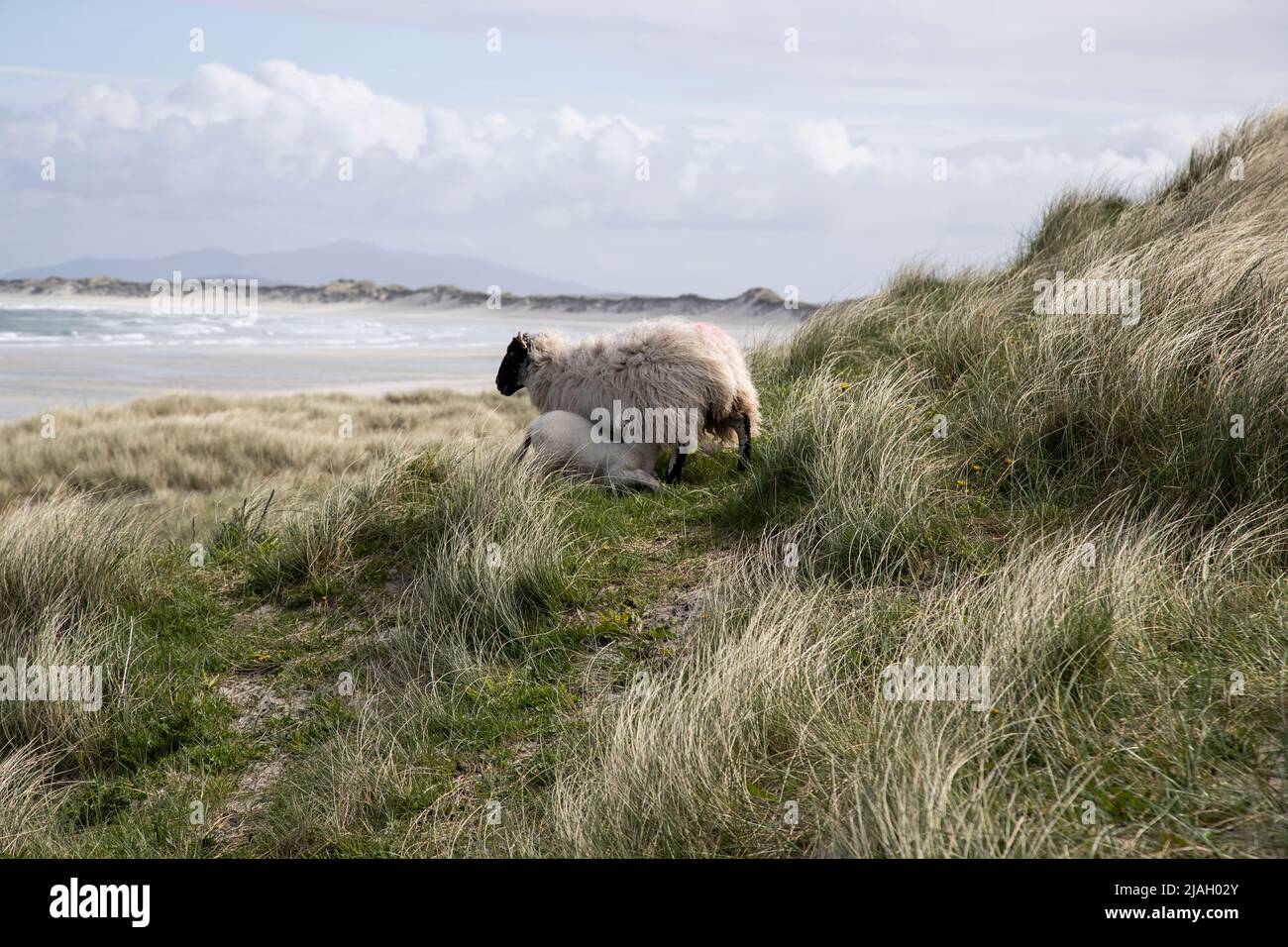 Ein Mutterschaf füttert ihr Lamm auf den Sanddünen oberhalb von Clachan Sands in North Uist, Äußere Hebriden, Schottland. Stockfoto