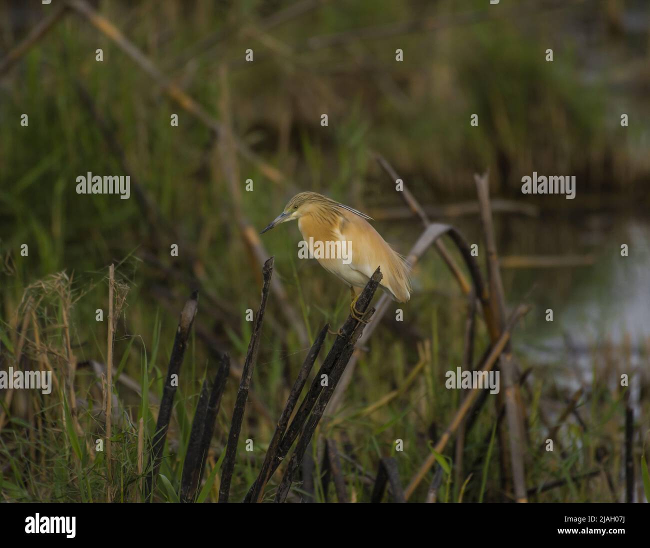 Der Squacco-Reiher (Ardeola ralloides) ist ein kleiner Reiher, der 44–47 cm (17+1?2–18+1?2 in) lang ist, von dem der Körper 20–23 cm (8–9 in) hat, Stockfoto